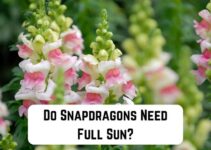 Do Snapdragons Need Full Sun?