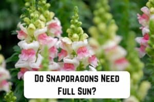 do-snapdragons-need-full-sun