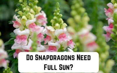 Do Snapdragons Need Full Sun?