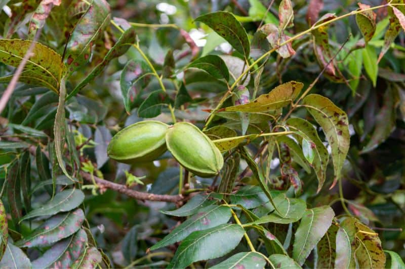 full-grown-pecan-tree