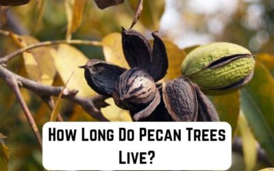 How Long Do Pecan Trees Live?