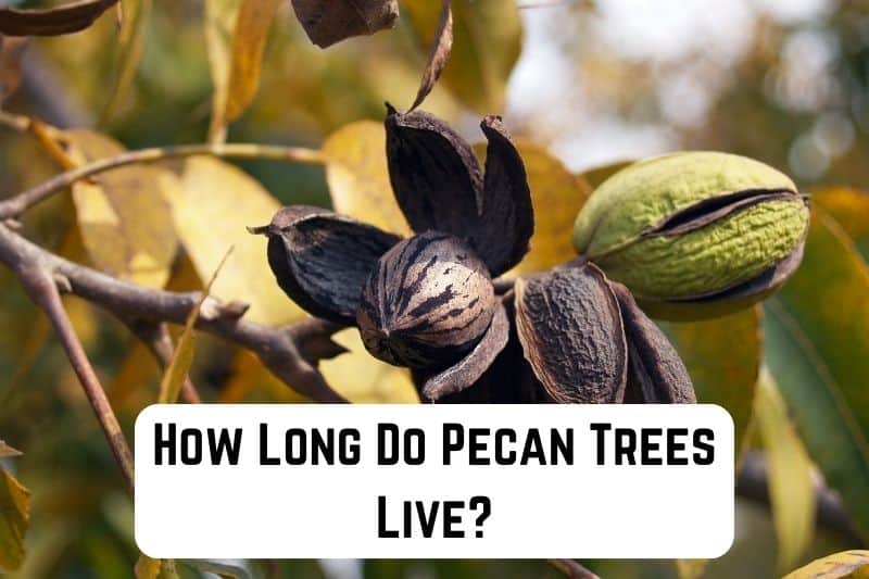 how-long-do-pecan-trees-live