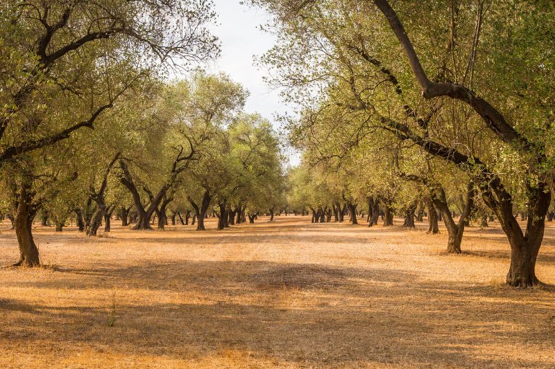 huge-olive-trees
