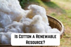 is-cotton-renewable-resource