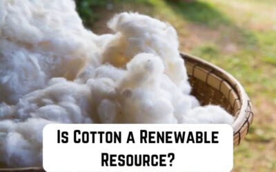 Is Cotton a Renewable Resource?