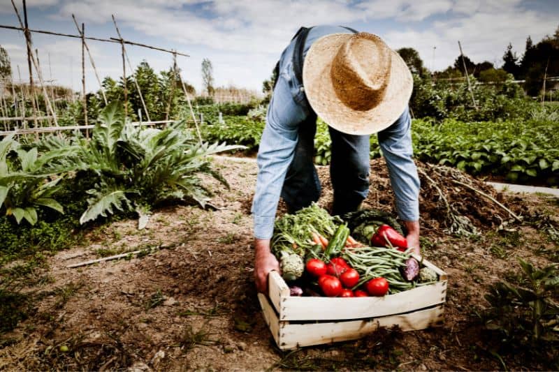 man-harvesting-vegetables