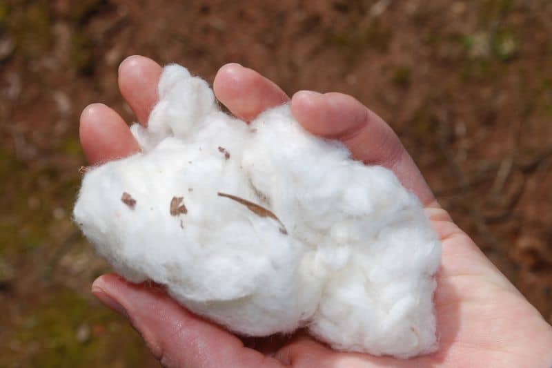 man-holding-cotton-in-hand