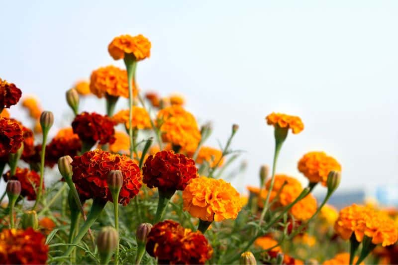 marigolds-in-garden