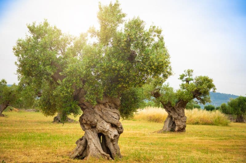 olive-plantation