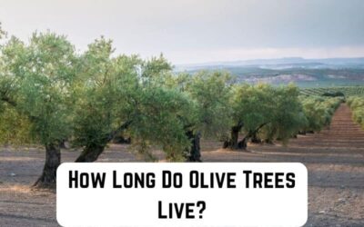 How Long Do Olive Trees Live?