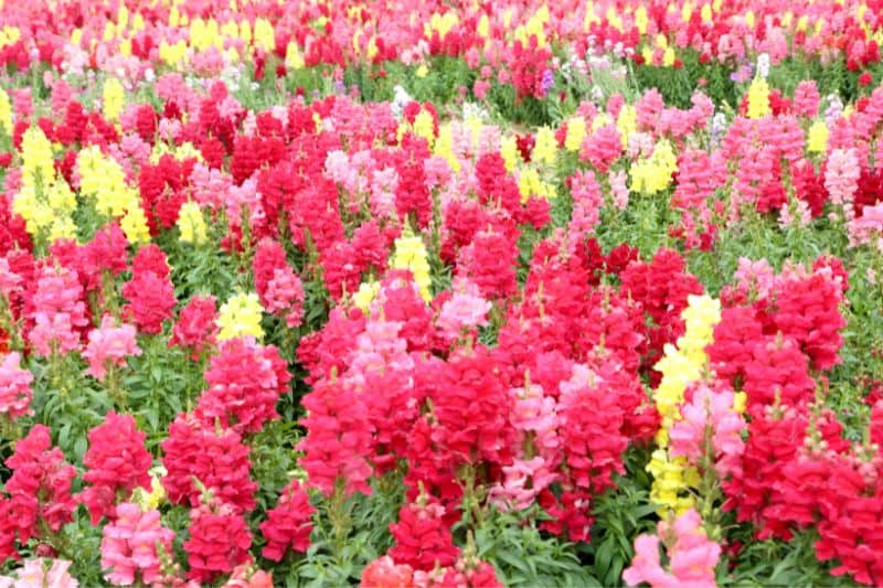 snapdragons-in-garden