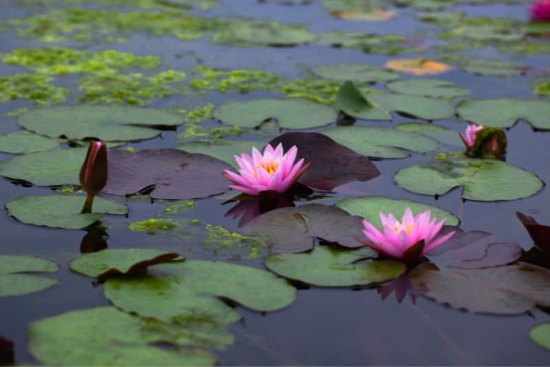 water-lilies-in-pond