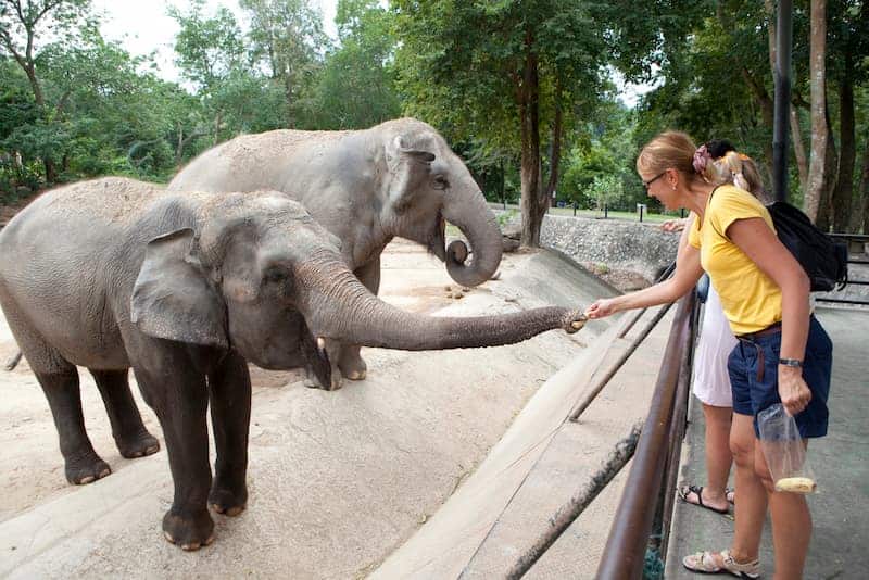 woman-feeding-bananas-to-elephant-at-zoo