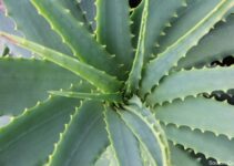 Why Are My Aloe Vera Leaves Curling? 7 Possible Reasons