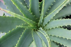 Aloe Vera plant