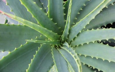 Why Are My Aloe Vera Leaves Curling? 7 Possible Reasons