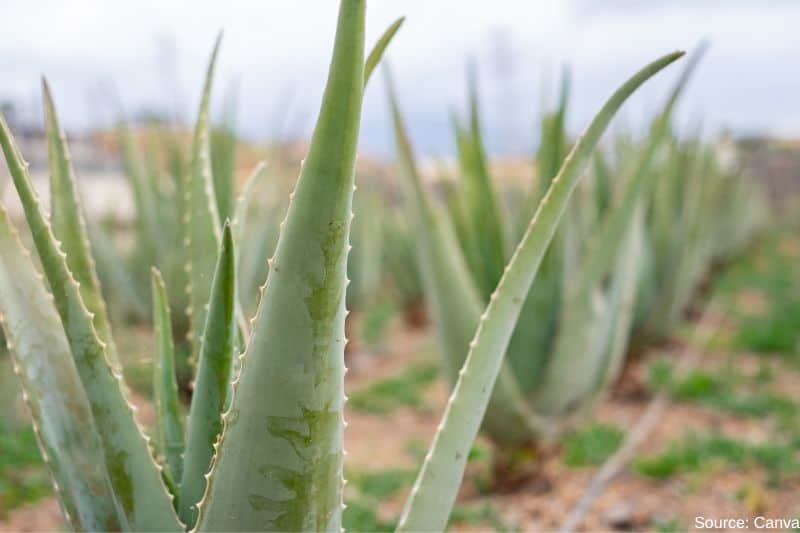 Aloe-Vera-plantation
