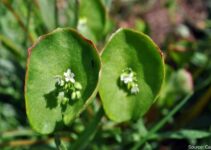 How To Plant And Grow Miner’s Lettuce (Claytonia)?