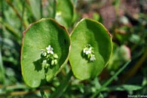 Miners-Lettuce