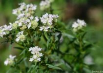 How To Plant And Grow Mountain Mint (Pycnanthemum)?