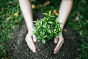 hands-planting-tree