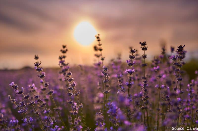 lavender-field-at-sunset