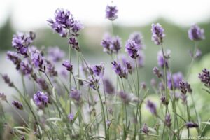 lavender-flowers-in-field
