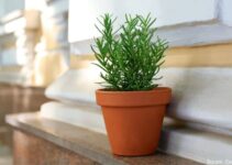 Why Your Rosemary is Turning Brown and Dying? (What You Can Do?)