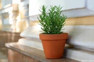 small-pot-with-rosemary-plant