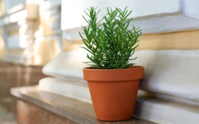 Why Your Rosemary is Turning Brown and Dying? (What You Can Do?)